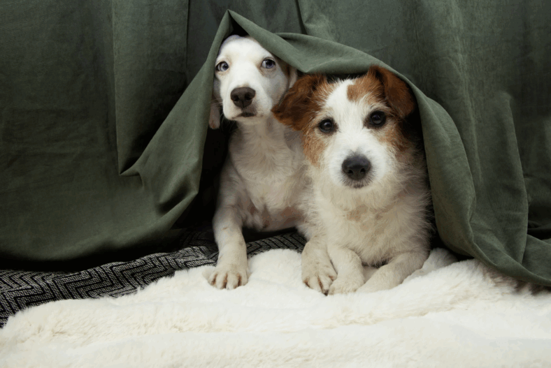 Which Dog Breeds Fear Fireworks the Most? A Study Reveals Some Surprising Answers
